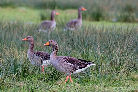 Egyptian_Goose_Gans_nature_winter_north_holland_Landscape_Photography_003_Canon_EOS_5D_Mark_IV.JPG