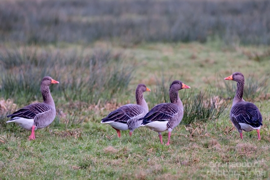 Egyptian_Goose_Gans_nature_winter_north_holland_Landscape_Photography_004_Canon_EOS_5D_Mark_IV.JPG