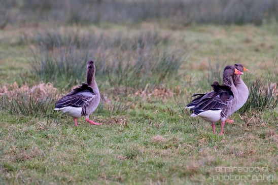 Egyptian_Goose_Gans_nature_winter_north_holland_Landscape_Photography_005_Canon_EOS_5D_Mark_IV.JPG