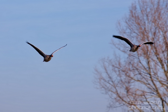 Egyptian_Goose_Gans_nature_winter_north_holland_Landscape_Photography_007_Canon_EOS_5D_Mark_IV.JPG