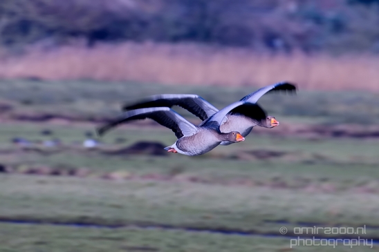 Egyptian_Goose_Gans_nature_winter_north_holland_Landscape_Photography_008_Canon_EOS_5D_Mark_IV.JPG