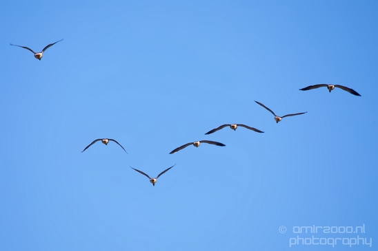 Egyptian_Goose_Gans_nature_winter_north_holland_Landscape_Photography_009_Canon_EOS_5D_Mark_IV.JPG
