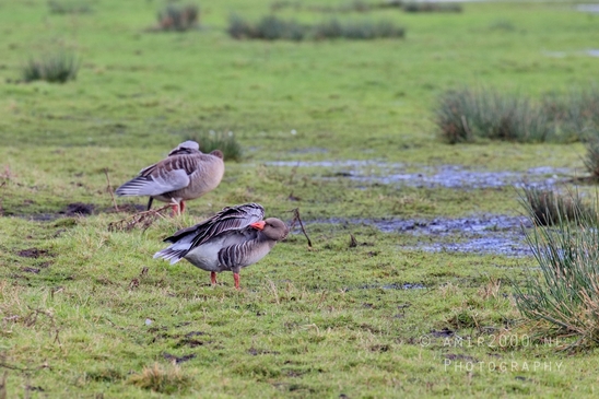 Egyptian_Goose_Gans_nature_winter_north_holland_Landscape_Photography_010_Canon_EOS_5D_Mark_IV.JPG