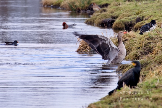 Egyptian_Goose_Gans_nature_winter_north_holland_Landscape_Photography_011_Canon_EOS_5D_Mark_IV.JPG