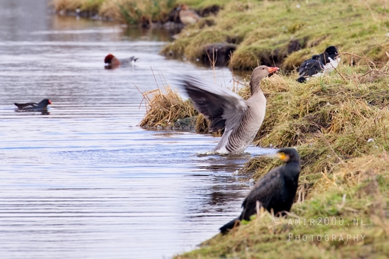 Egyptian_Goose_Gans_nature_winter_north_holland_Landscape_Photography_012_Canon_EOS_5D_Mark_IV.JPG