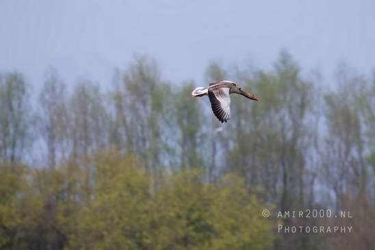 Egyptian_Goose_Gans_nature_winter_north_holland_Landscape_Photography_015_Canon_EOS_5D_Mark_IV.JPG