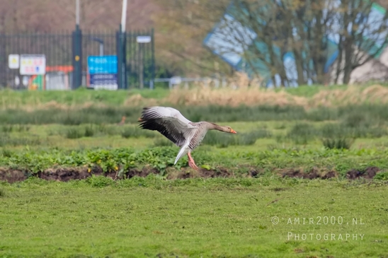Egyptian_Goose_Gans_nature_winter_north_holland_Landscape_Photography_016_Canon_EOS_5D_Mark_IV.JPG