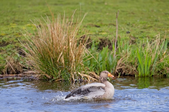 Egyptian_Goose_Gans_nature_winter_north_holland_Landscape_Photography_017_Canon_EOS_5D_Mark_IV.JPG