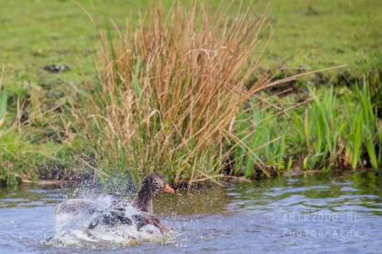 Egyptian_Goose_Gans_nature_winter_north_holland_Landscape_Photography_018_Canon_EOS_5D_Mark_IV.JPG