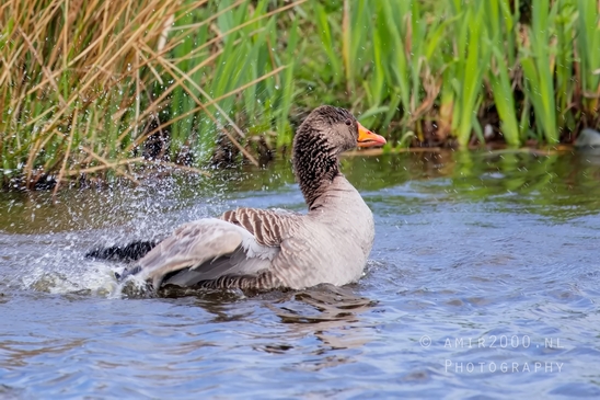 Egyptian_Goose_Gans_nature_winter_north_holland_Landscape_Photography_019_Canon_EOS_5D_Mark_IV.JPG