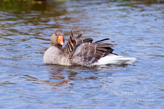 Egyptian_Goose_Gans_nature_winter_north_holland_Landscape_Photography_020_Canon_EOS_5D_Mark_IV.JPG