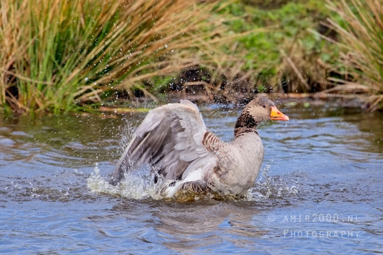 Egyptian_Goose_Gans_nature_winter_north_holland_Landscape_Photography_021_Canon_EOS_5D_Mark_IV.JPG
