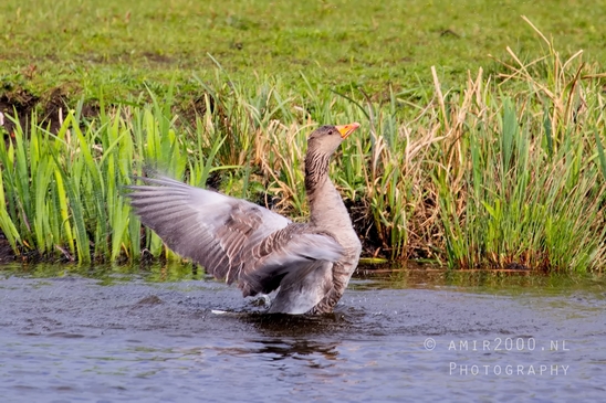 Egyptian_Goose_Gans_nature_winter_north_holland_Landscape_Photography_022_Canon_EOS_5D_Mark_IV.JPG