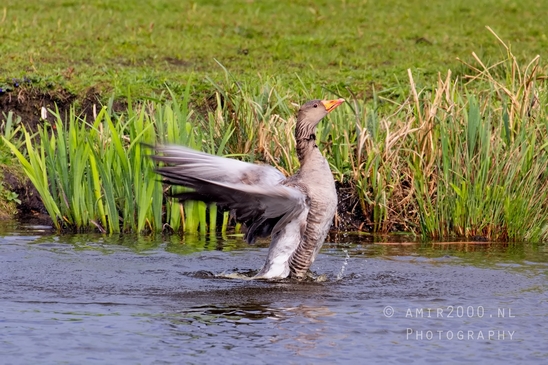 Egyptian_Goose_Gans_nature_winter_north_holland_Landscape_Photography_023_Canon_EOS_5D_Mark_IV.JPG