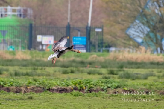 Egyptian_Goose_Gans_nature_winter_north_holland_Photography_Landscape_002_Canon_EOS_5D_Mark_IV.JPG