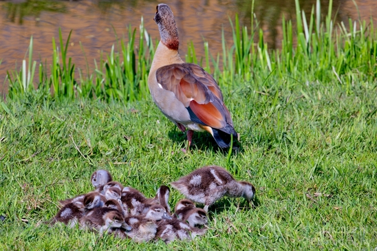 Egyptian_goose_goslings_nature_Landscape_Photography_001_Canon_EOS_5D_Mark_IV.JPG