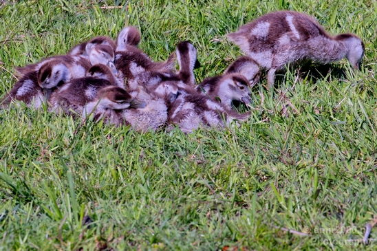 Egyptian_goose_goslings_nature_Landscape_Photography_002_Canon_EOS_5D_Mark_IV.JPG