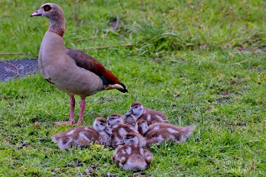 Egyptian_goose_goslings_nature_Landscape_Photography_003_Canon_EOS_5D_Mark_IV.JPG