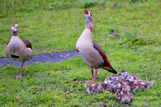 Egyptian_goose_goslings_nature_Landscape_Photography_005_Canon_EOS_5D_Mark_IV.JPG