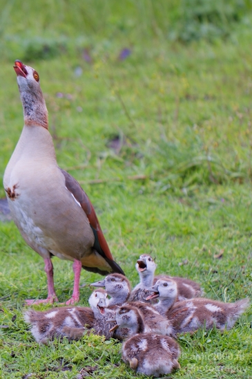 Egyptian_goose_goslings_nature_Landscape_Photography_006_Canon_EOS_5D_Mark_IV.JPG