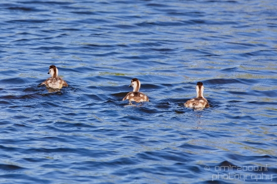 Egyptian_goose_goslings_nature_Landscape_Photography_009_Canon_EOS_5D_Mark_IV.JPG