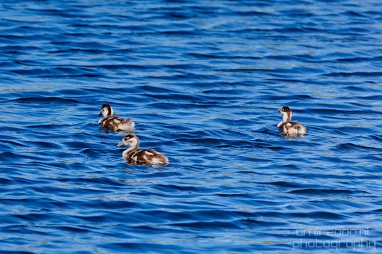 Egyptian_goose_goslings_nature_Landscape_Photography_011_Canon_EOS_5D_Mark_IV.JPG