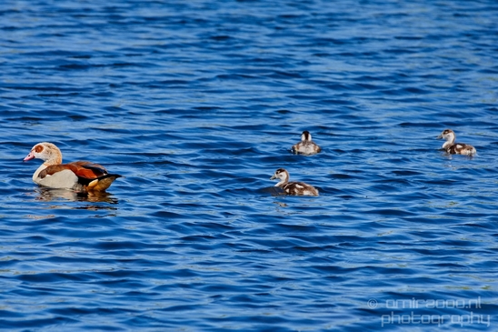 Egyptian_goose_goslings_nature_Landscape_Photography_012_Canon_EOS_5D_Mark_IV.JPG