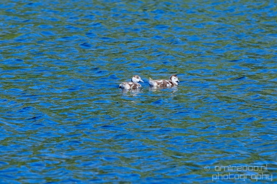 Egyptian_goose_goslings_nature_Landscape_Photography_013_Canon_EOS_5D_Mark_IV.JPG