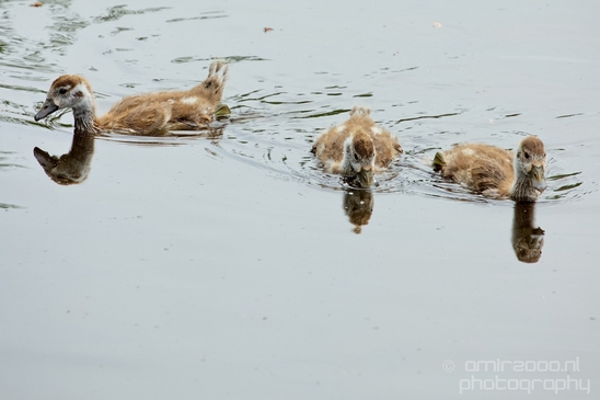 Egyptian_goose_goslings_nature_Landscape_Photography_014_Canon_EOS_5D_Mark_IV.JPG