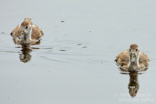 Egyptian_goose_goslings_nature_Landscape_Photography_015_Canon_EOS_5D_Mark_IV.JPG