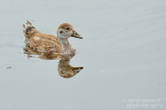 Egyptian_goose_goslings_nature_Landscape_Photography_016_Canon_EOS_5D_Mark_IV.JPG