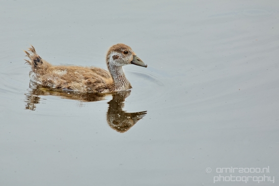 Egyptian_goose_goslings_nature_Landscape_Photography_017_Canon_EOS_5D_Mark_IV.JPG