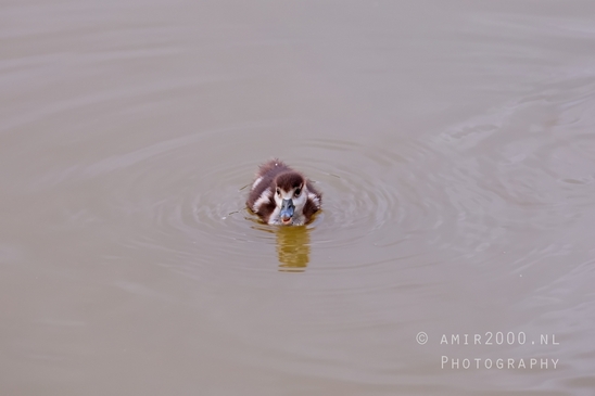Egyptian_goose_goslings_nature_Landscape_Photography_018_Canon_EOS_5D_Mark_IV.JPG