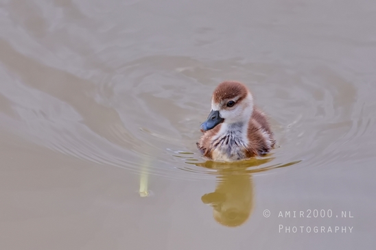 Egyptian_goose_goslings_nature_Landscape_Photography_020_Canon_EOS_5D_Mark_IV.JPG