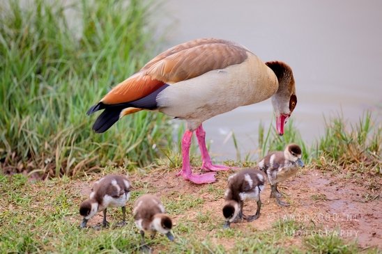 Egyptian_goose_goslings_nature_Landscape_Photography_021_Canon_EOS_5D_Mark_IV.JPG