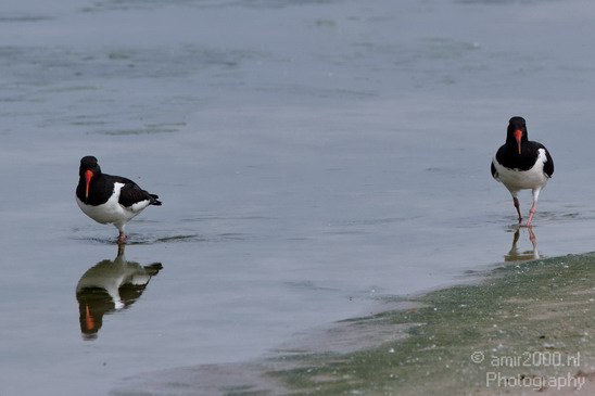 Eurasian_Oystercatcher_Amsterdam_Netherlands_Landscape_Photography_001_Canon_EOS_7D.JPG