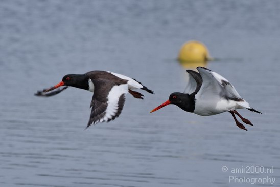 Eurasian_Oystercatcher_Amsterdam_Netherlands_Landscape_Photography_002_Canon_EOS_7D.JPG