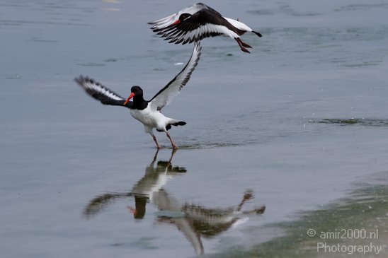 Eurasian_Oystercatcher_Amsterdam_Netherlands_Landscape_Photography_003_Canon_EOS_7D.JPG