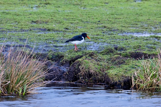 Eurasian_Oystercatcher_nature_Landscape_Photography_001_Canon_EOS_5D_Mark_IV.JPG