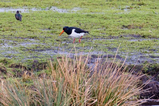 Eurasian_Oystercatcher_nature_Landscape_Photography_003_Canon_EOS_5D_Mark_IV.JPG