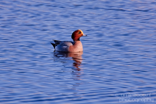 Eurasian_Wigeon_ducks_Mareca_penelope_nature_Landscape_Photography_001_Canon_EOS_5D_Mark_IV.JPG