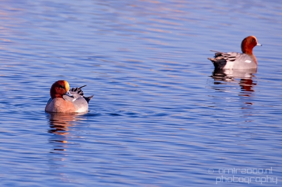 Eurasian_Wigeon_ducks_Mareca_penelope_nature_Landscape_Photography_002_Canon_EOS_5D_Mark_IV.JPG