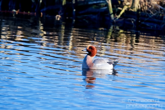 Eurasian_Wigeon_ducks_Mareca_penelope_nature_Landscape_Photography_004_Canon_EOS_5D_Mark_IV.JPG