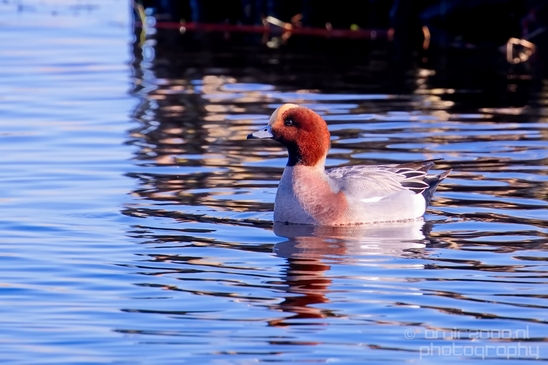 Eurasian_Wigeon_ducks_Mareca_penelope_nature_Landscape_Photography_005_Canon_EOS_5D_Mark_IV.JPG