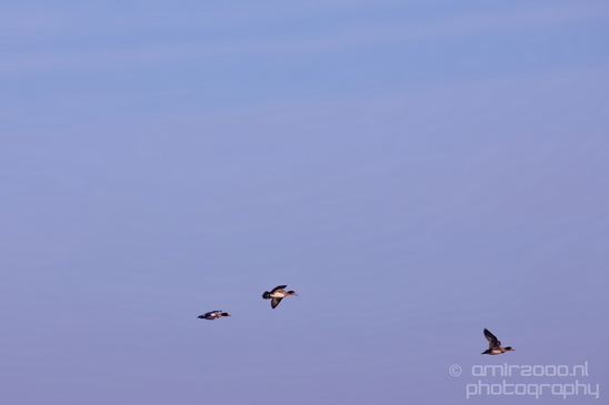 Eurasian_Wigeon_ducks_Mareca_penelope_nature_Landscape_Photography_006_Canon_EOS_5D_Mark_IV.JPG