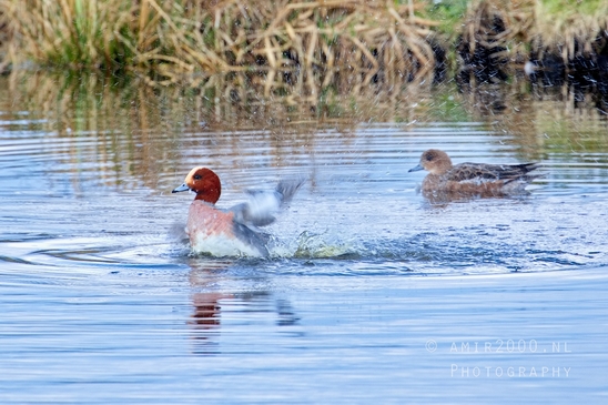 Eurasian_Wigeon_ducks_Mareca_penelope_nature_Landscape_Photography_007_Canon_EOS_5D_Mark_IV.JPG