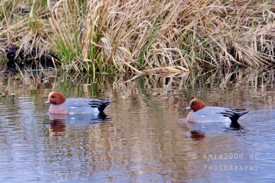 Eurasian_Wigeon_ducks_Mareca_penelope_nature_Landscape_Photography_008_Canon_EOS_5D_Mark_IV.JPG