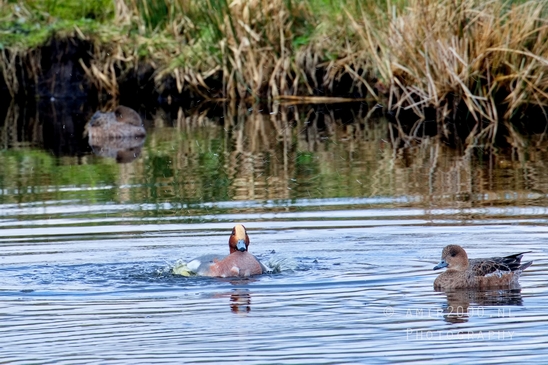 Eurasian_Wigeon_ducks_Mareca_penelope_nature_Landscape_Photography_009_Canon_EOS_5D_Mark_IV.JPG