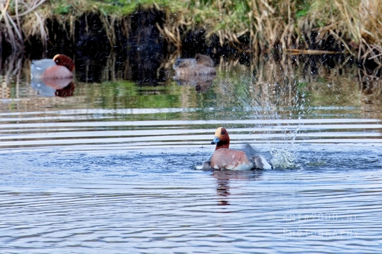 Eurasian_Wigeon_ducks_Mareca_penelope_nature_Landscape_Photography_010_Canon_EOS_5D_Mark_IV.JPG