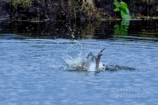 Eurasian_Wigeon_ducks_Mareca_penelope_nature_Landscape_Photography_011_Canon_EOS_5D_Mark_IV.JPG